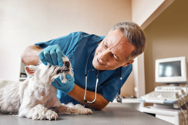 Best Broken or Chipped Tooth Repair in Wooster, OH